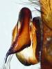 Eratigena saeva